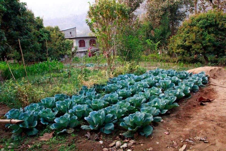 Organic farming at Devghat, Pathik Foundation